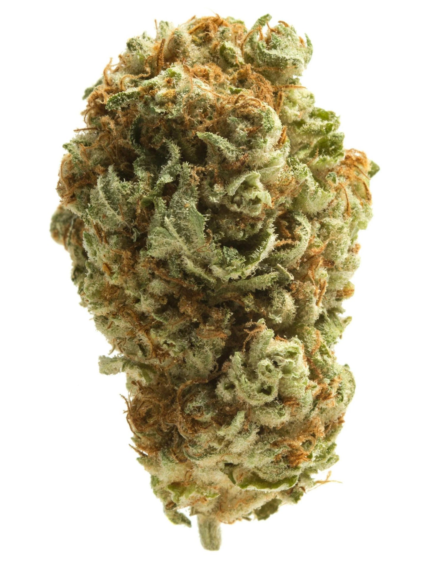 Exotic Flower