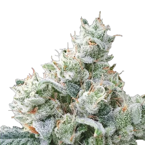 Exotic Flower