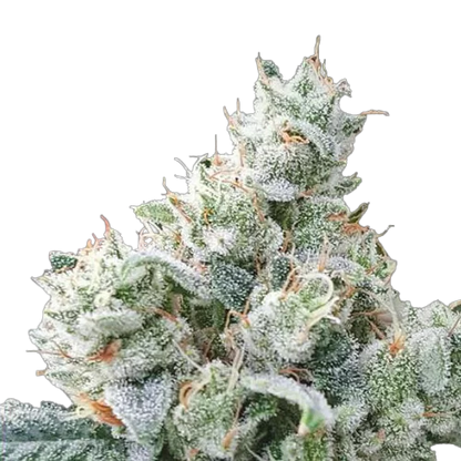 Exotic Flower