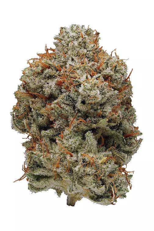 Exotic Flower